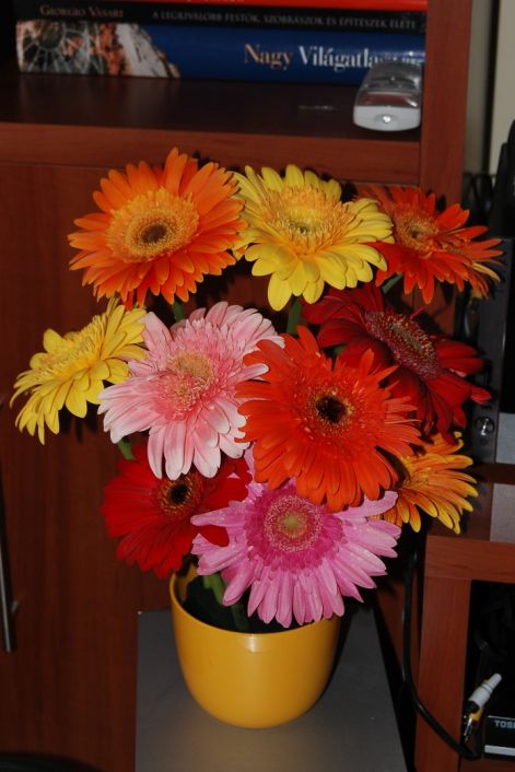 gerbera2.jpg